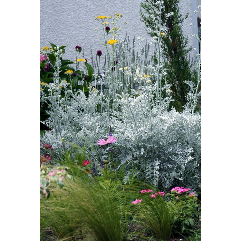 Senecio cineraria Silver Dust