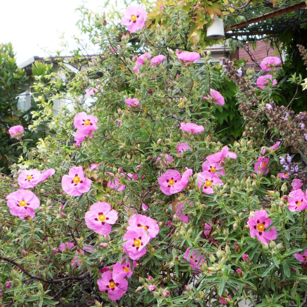 Cistus purpureus - Cisto