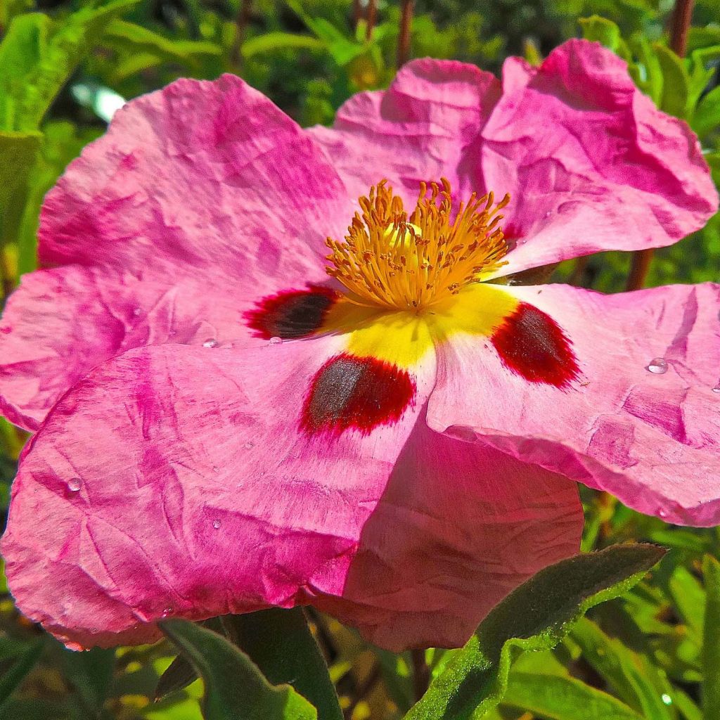 Cistus purpureus - Cisto