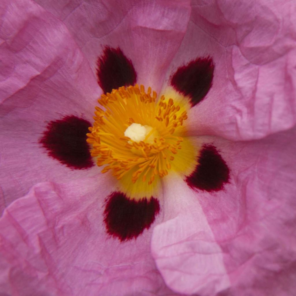 Cistus purpureus - Cisto