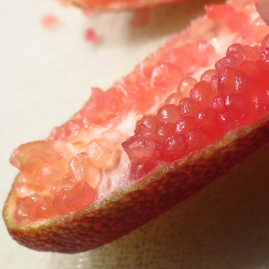 Microcitrus australasica Red Crystal - Caviale di limone