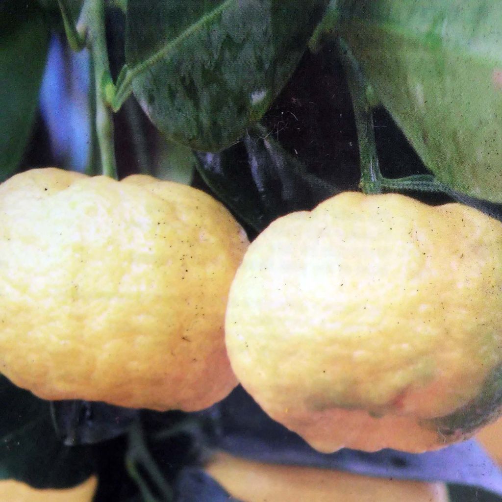 Citrus limetta Pursha - Limetta romana