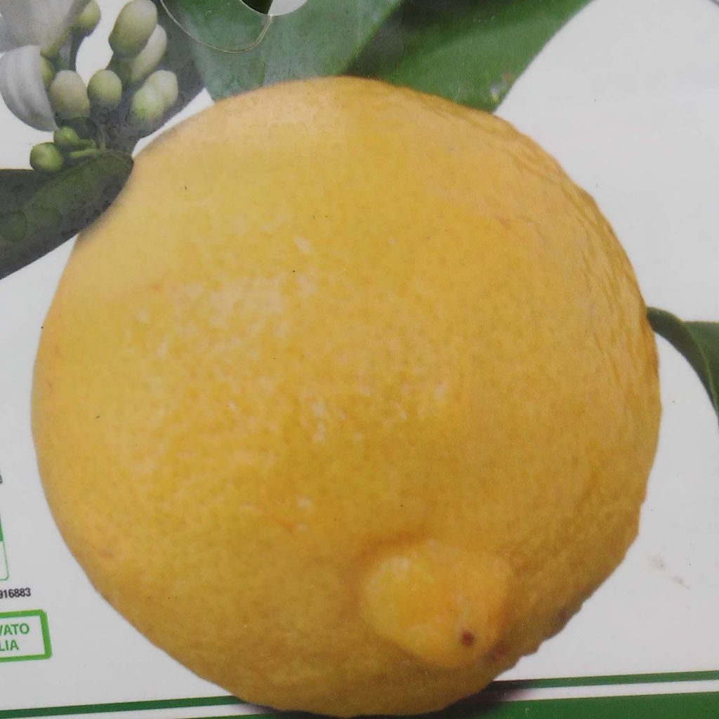 Citrus limon Cerza - Limone