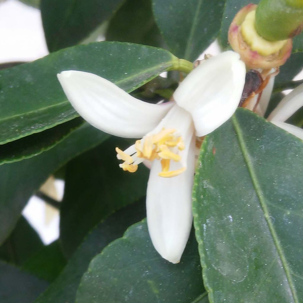 Citrus limon Femminello Incappucciato - Limone