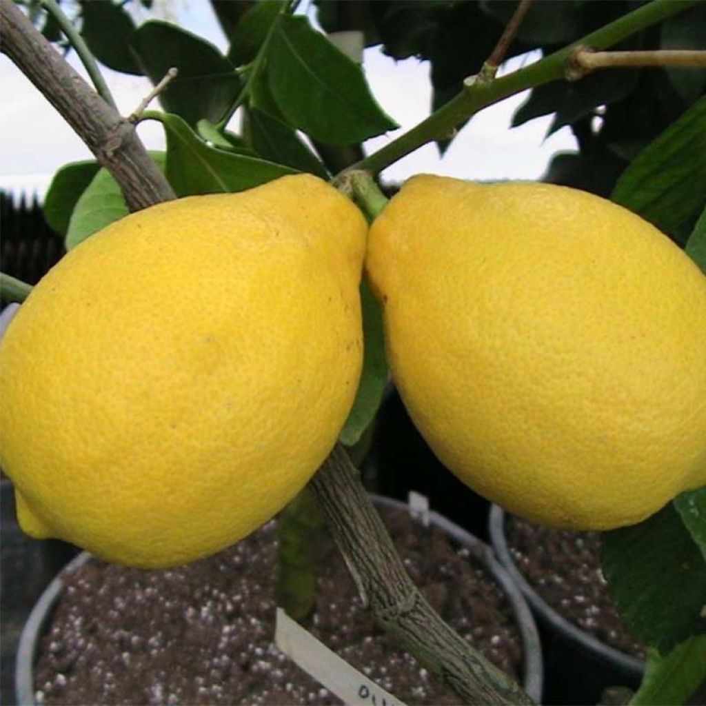 Citrus limon Lemox - Limone