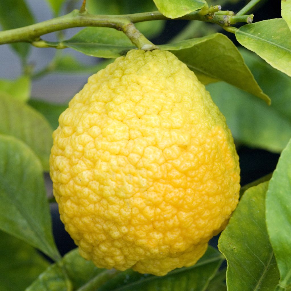 Citrus medica Maxima - Cedro (agrume)