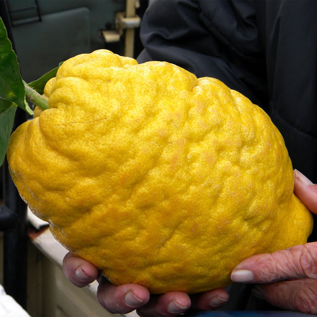 Citrus medica Maxima - Cedro (agrume)