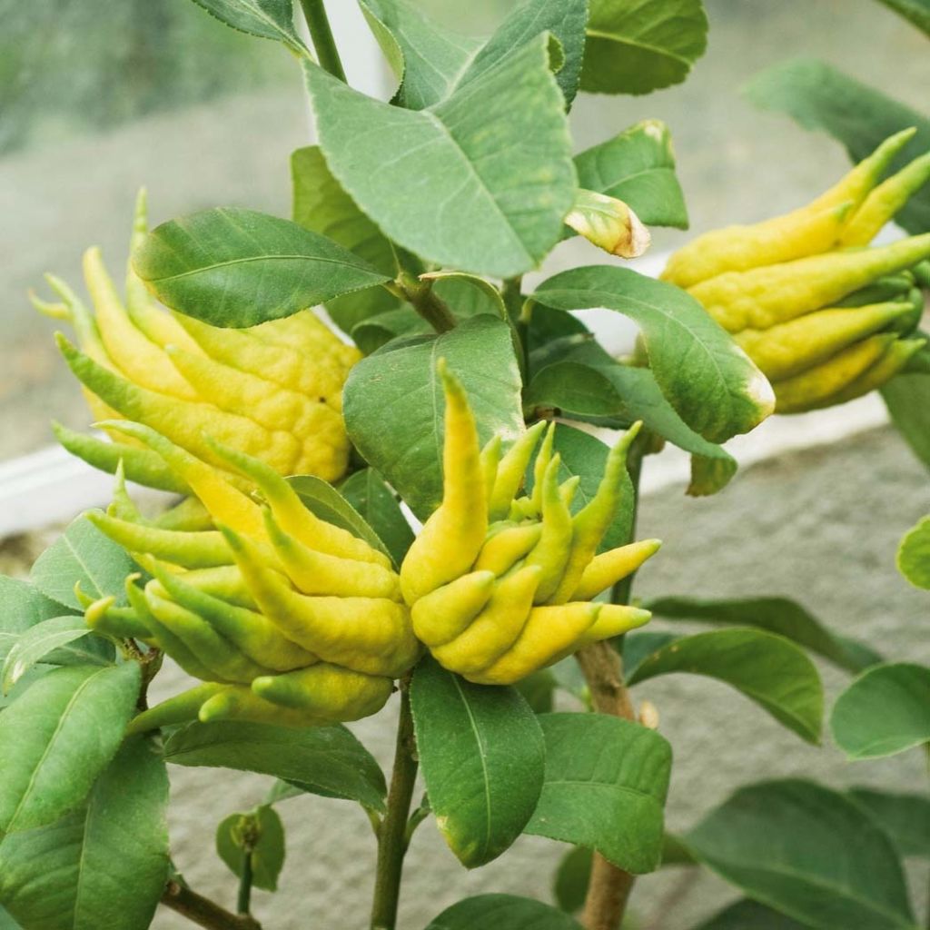 Main de Bouddha - Citrus medica var. sarcodactylis