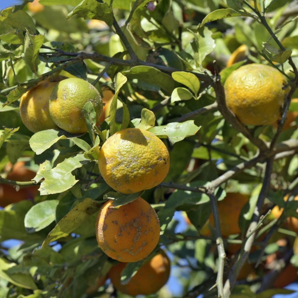 Citrus x volkameriana - Limone rosso