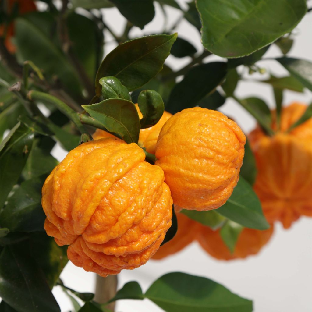 Citrus sinensis x aurantium Corrugata - Arancio