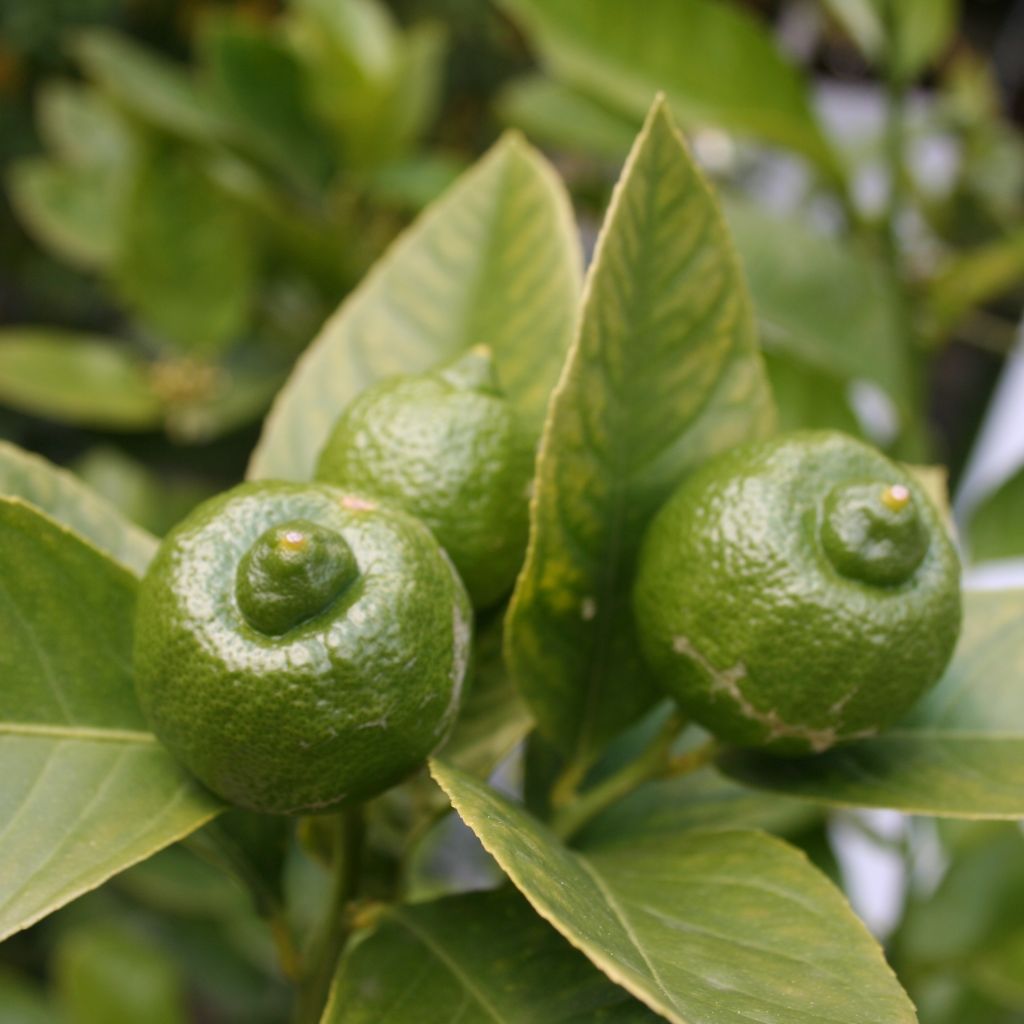 Citrus x aurantiifolia Mexicana - Limetta messicana