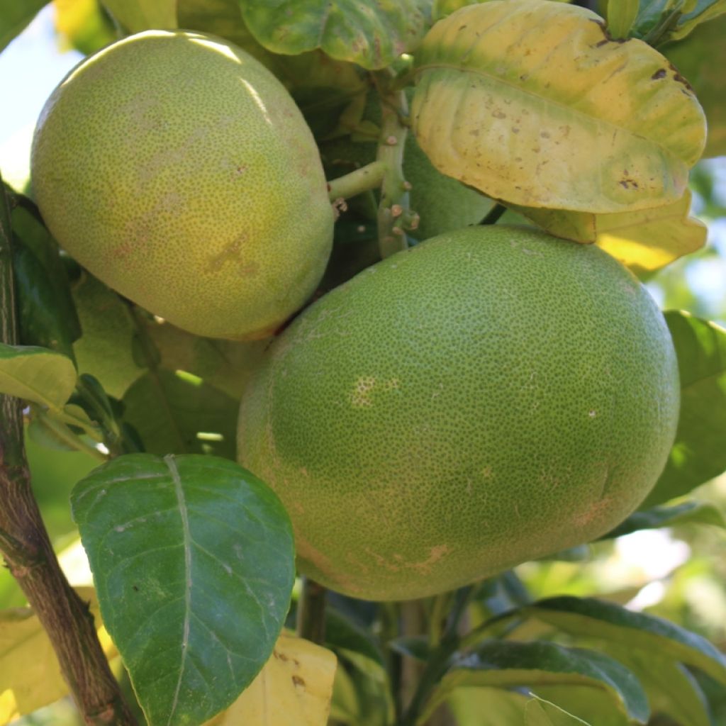 Citrus maxima - Pomelo