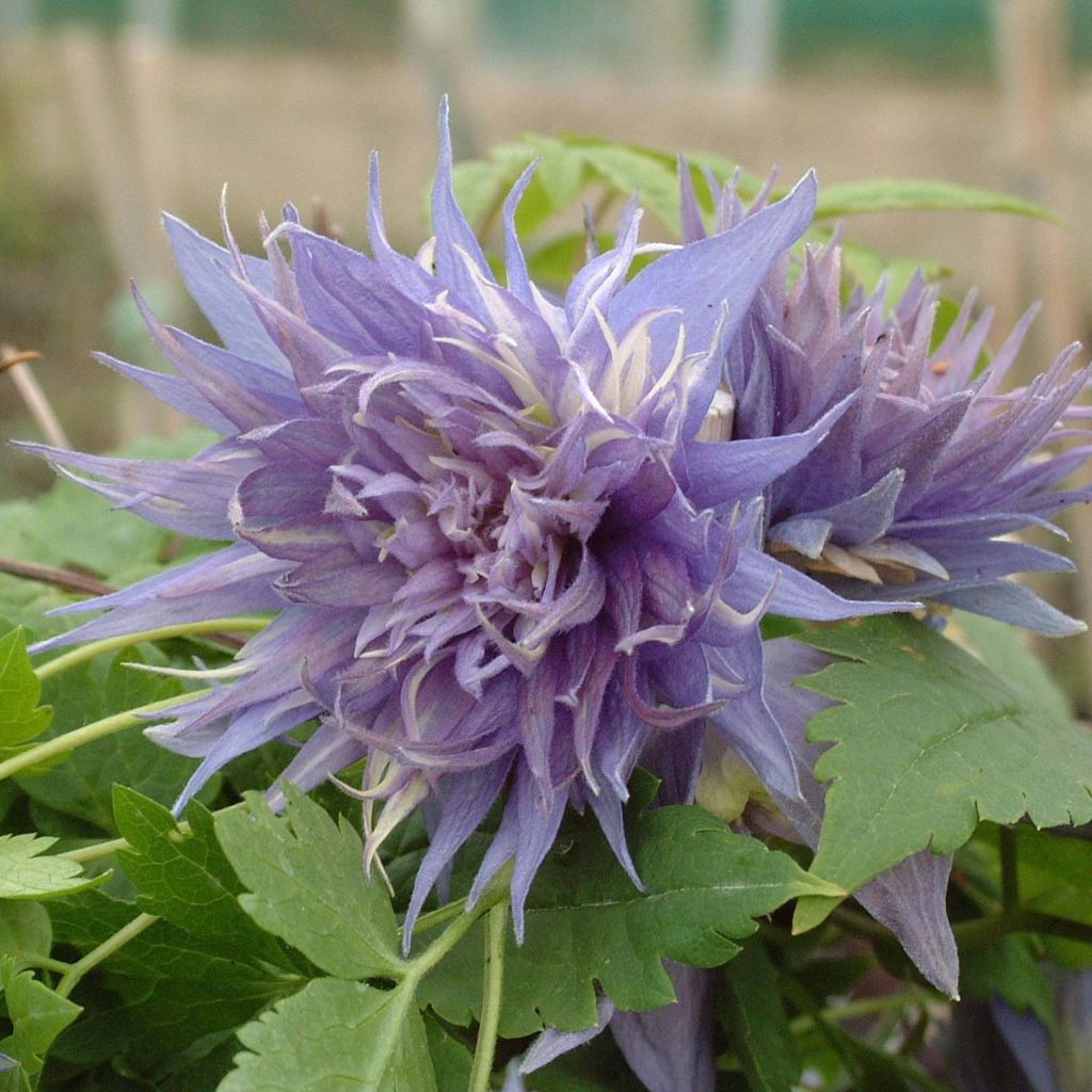 Clematis Ocean Pearl - Clematide