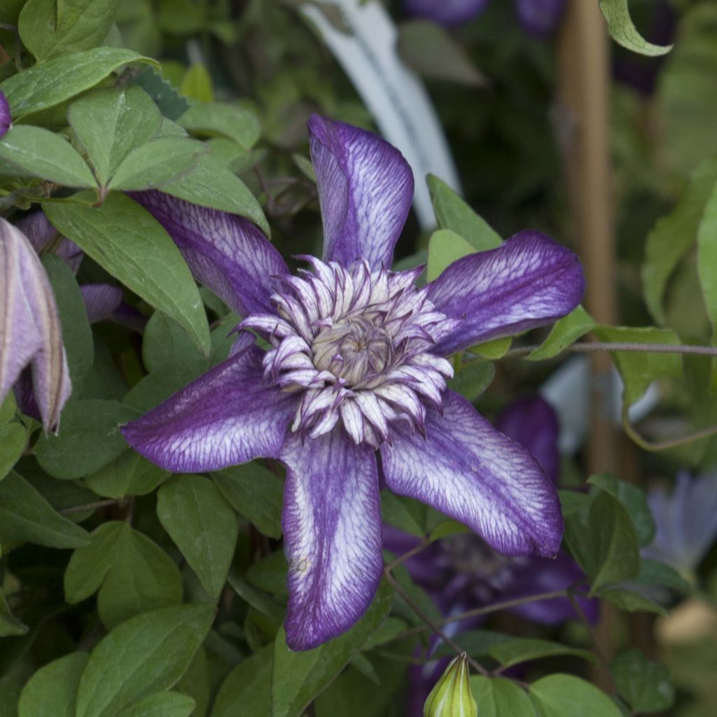 Clematis florida Cassis - Clematide