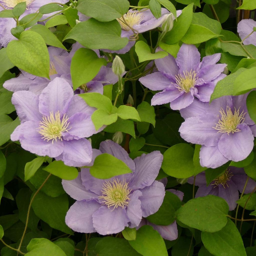 Clematis Cezanne - Clematide