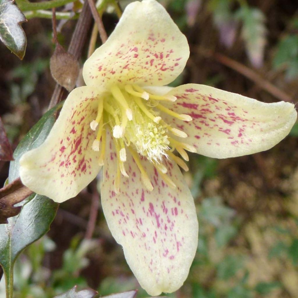 Clematis cirrhosa Balearica