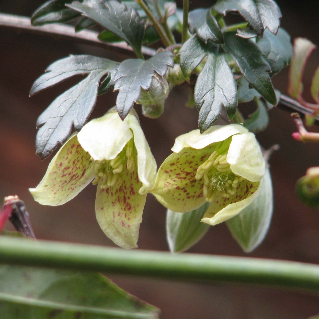 Clematis cirrhosa Balearica