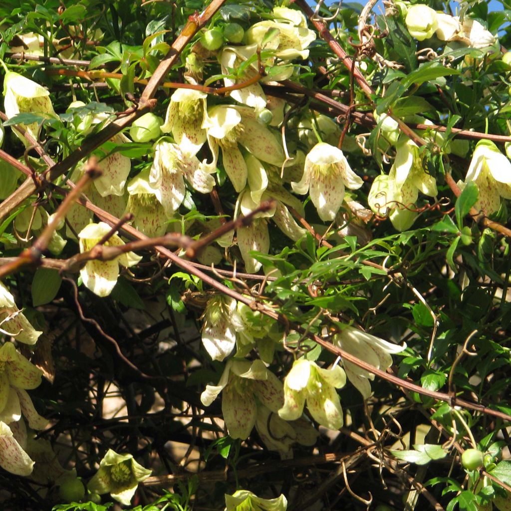 Clematis cirrhosa Balearica