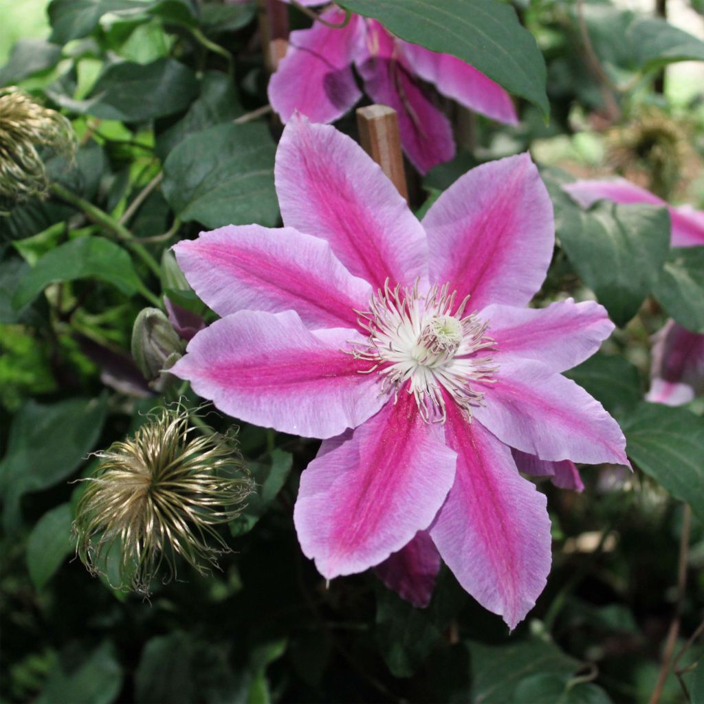 Clematis Docteur Ruppel - Clematide