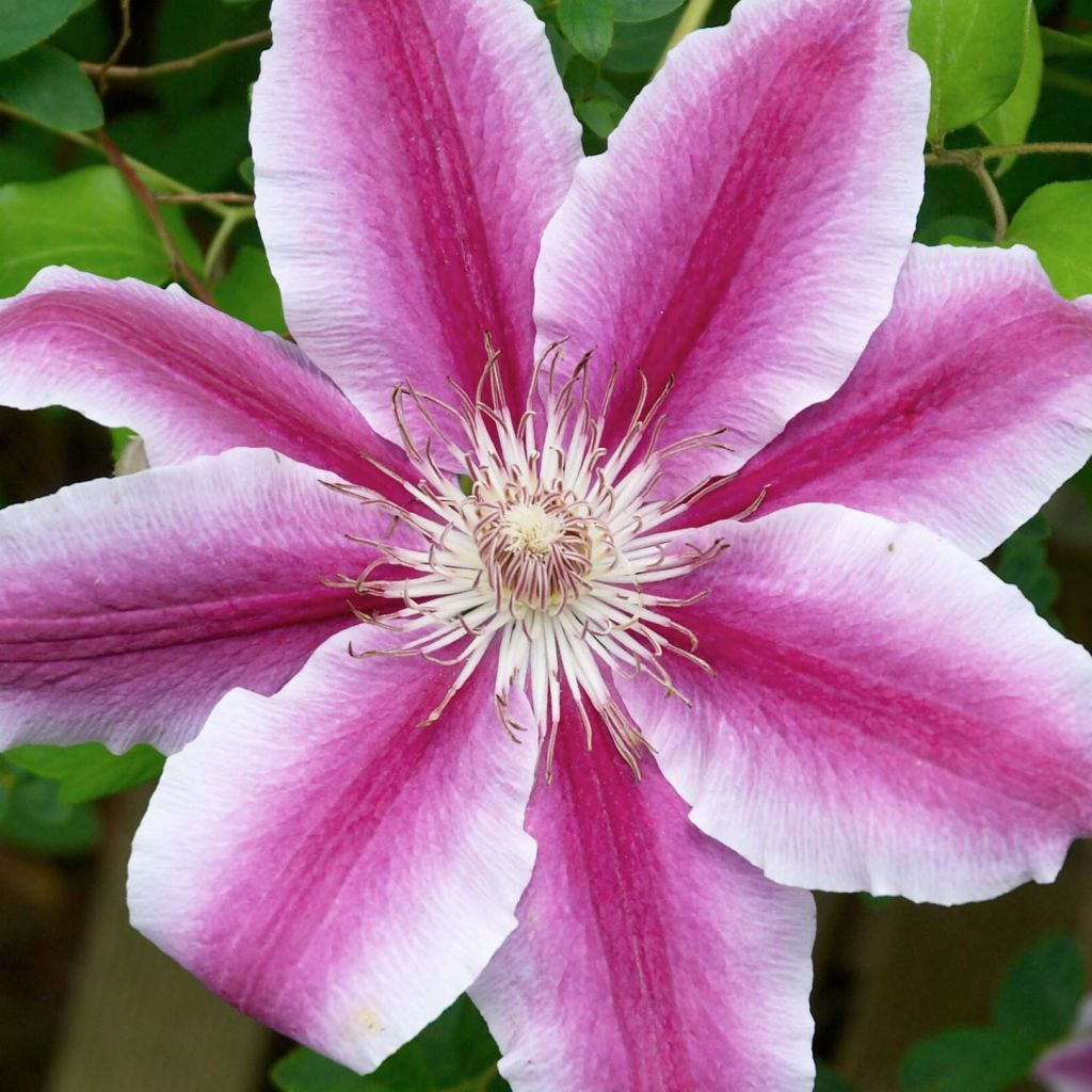 Clematis Docteur Ruppel - Clematide