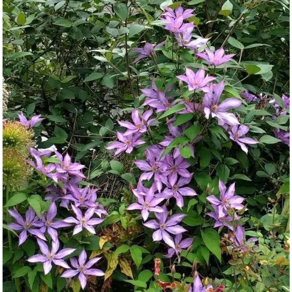 Clematis Dorothy Walton - Clematide