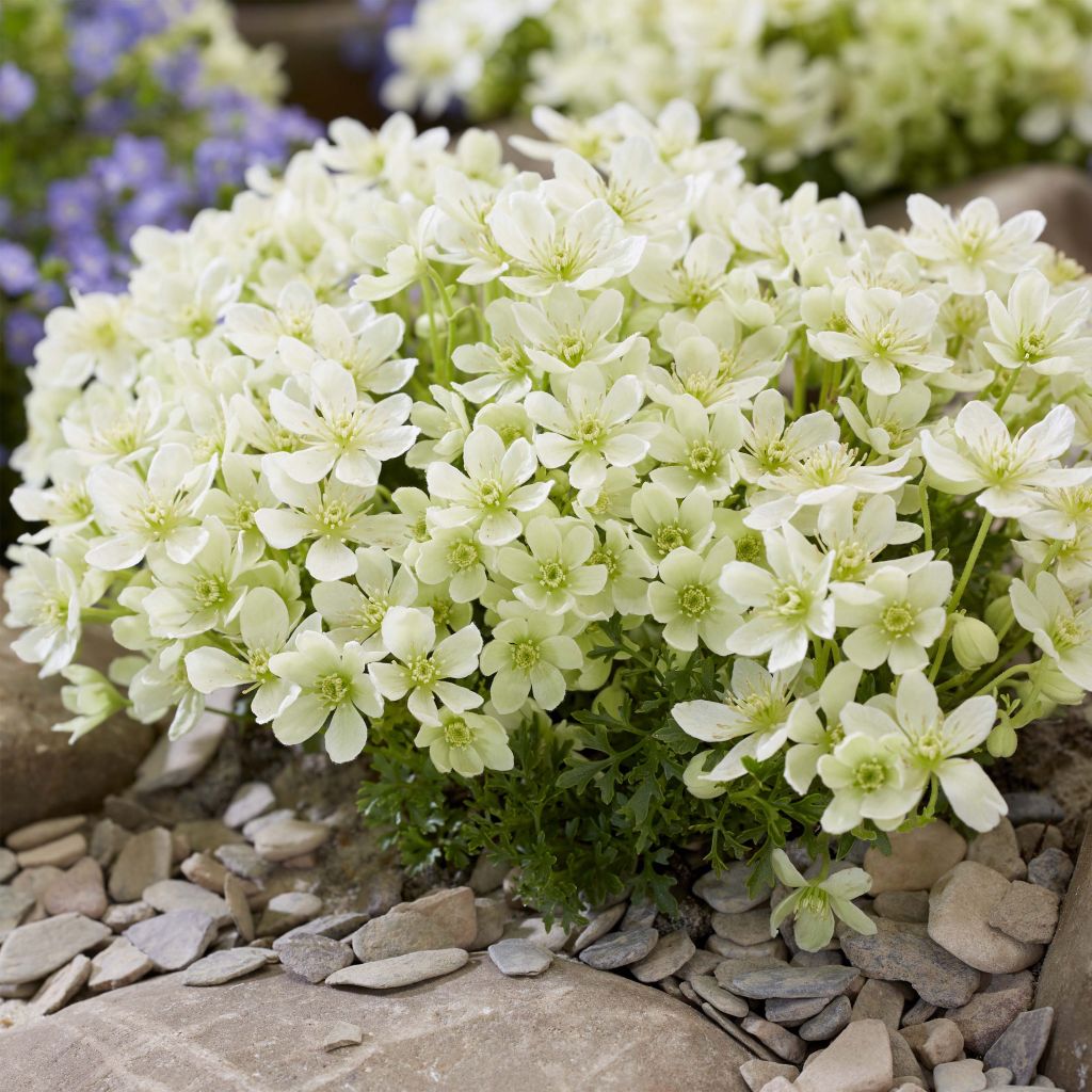 Clematis Emerald Dream - Clematide