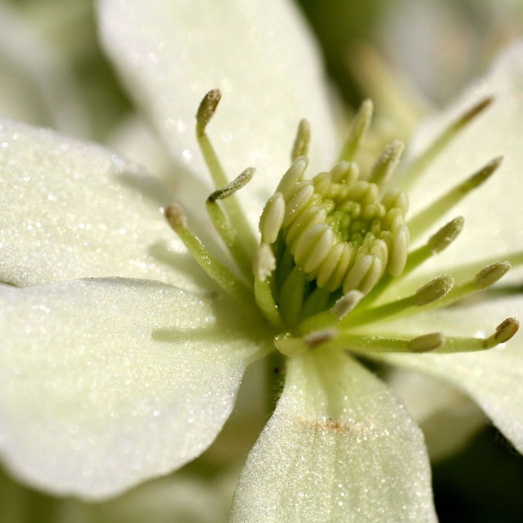 Clematis Emerald Dream - Clematide