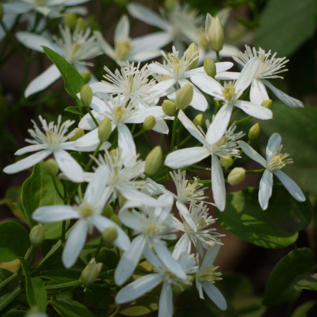 Clematis flammula - Clematide fiammola