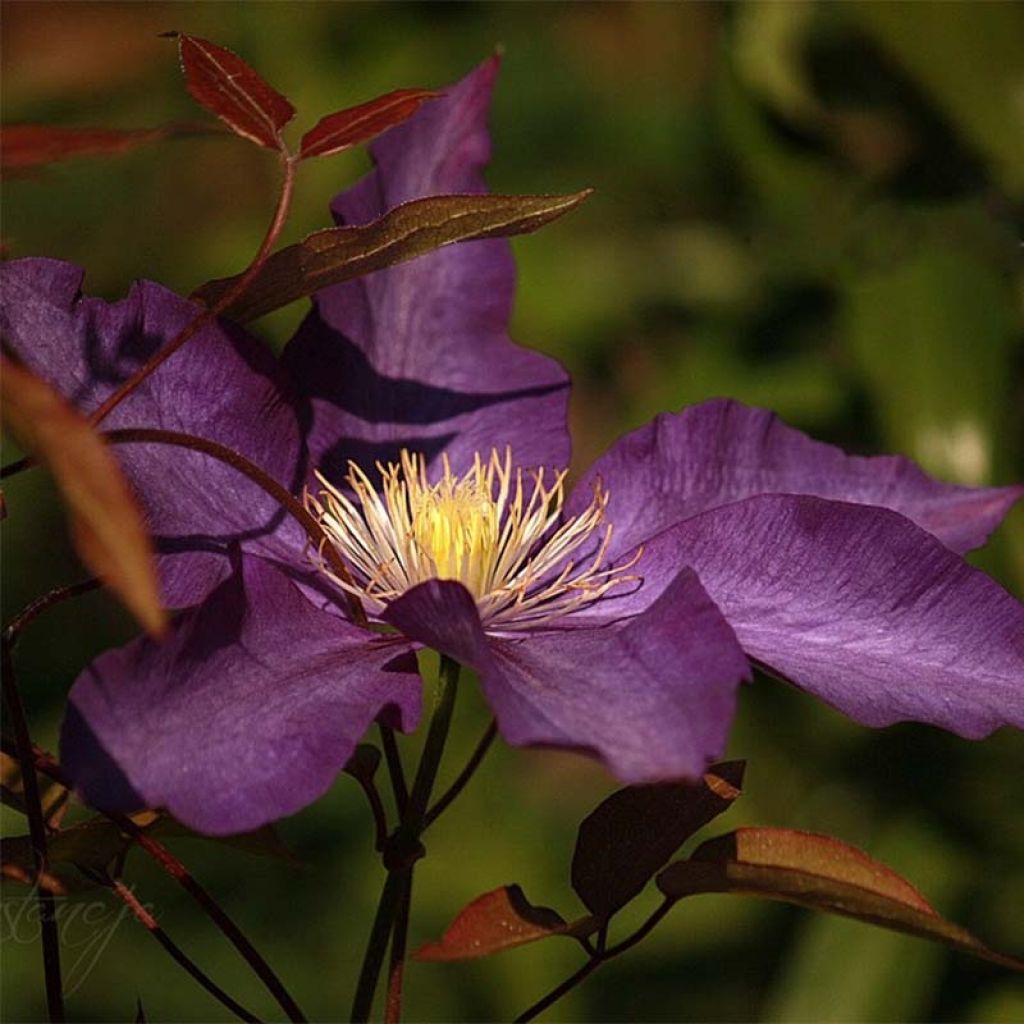 Clematis Gipsy Queen - Clematide