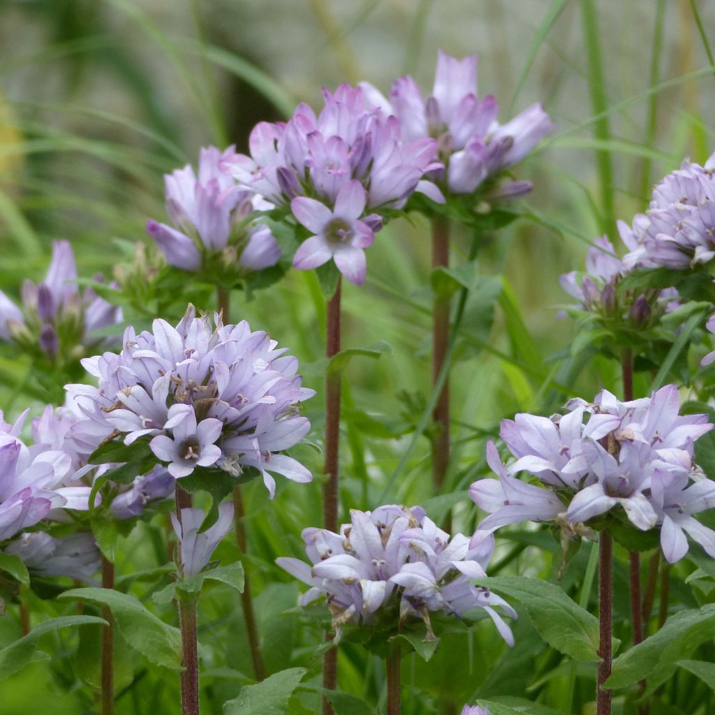 Campanula glomerata Caroline - Campanula agglomerata