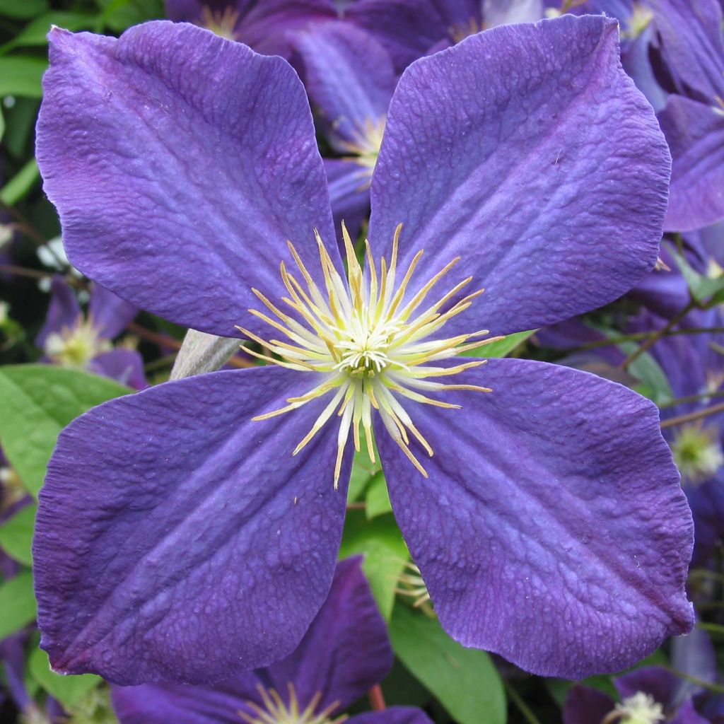 Clematis jackmanii - Clematide