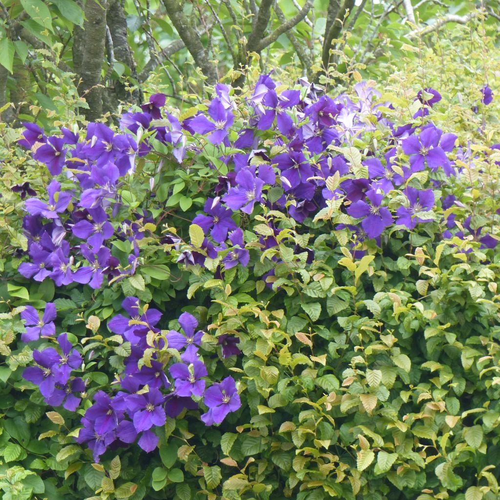 Clematis jackmanii - Clematide