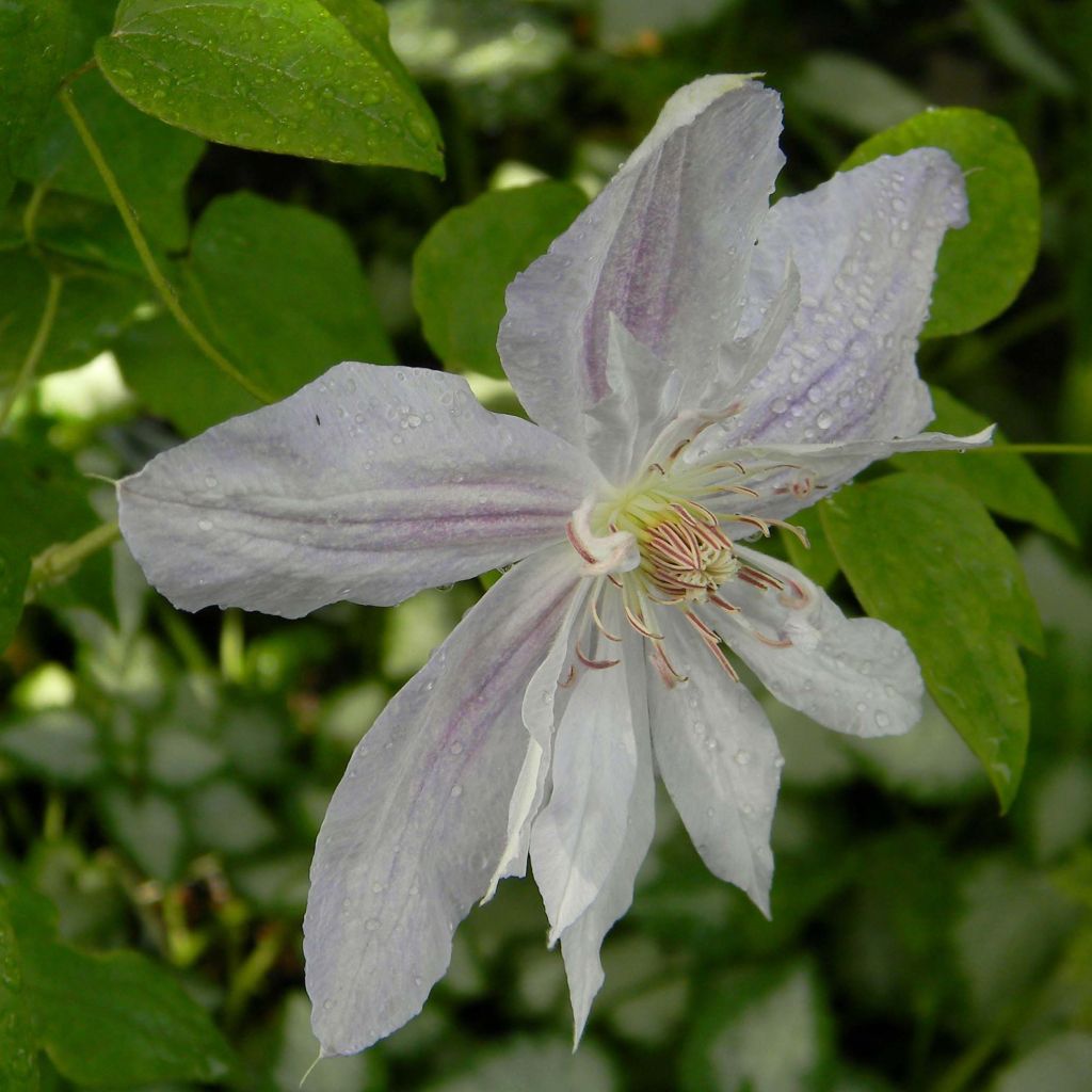 Clematis jackmanii Alba - Clematide