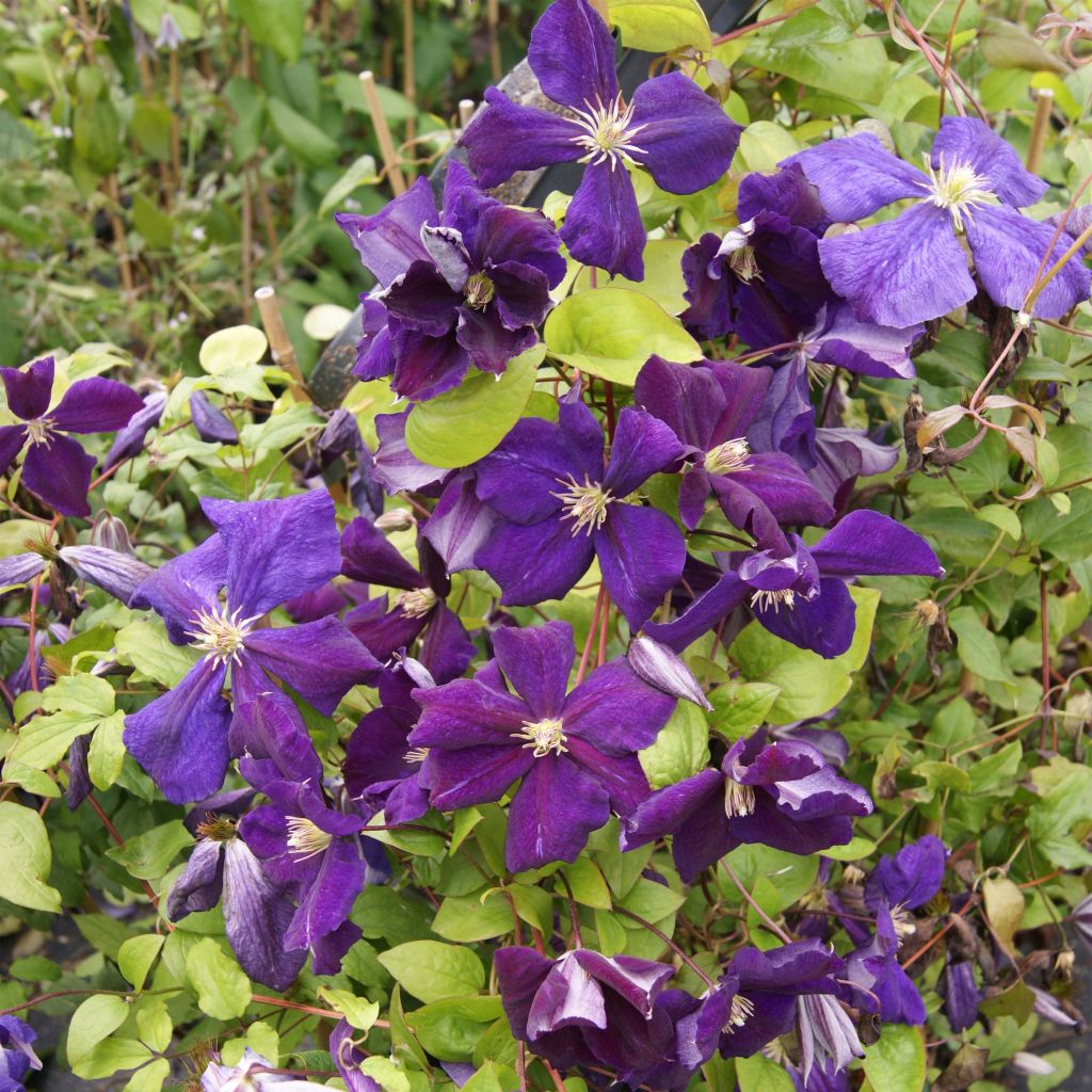 Clematis jackmanii Superba - Clematide