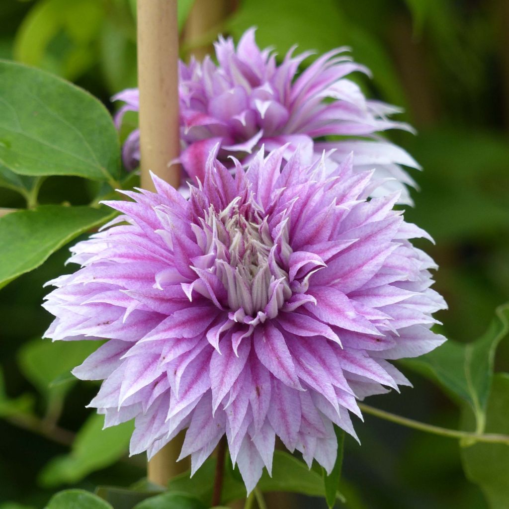 Clematis Joséphine - Clematide