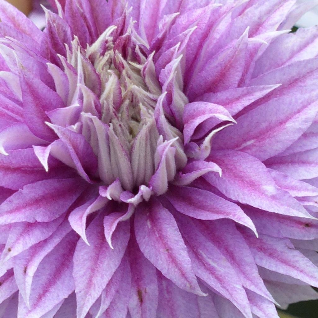 Clematis Joséphine - Clematide