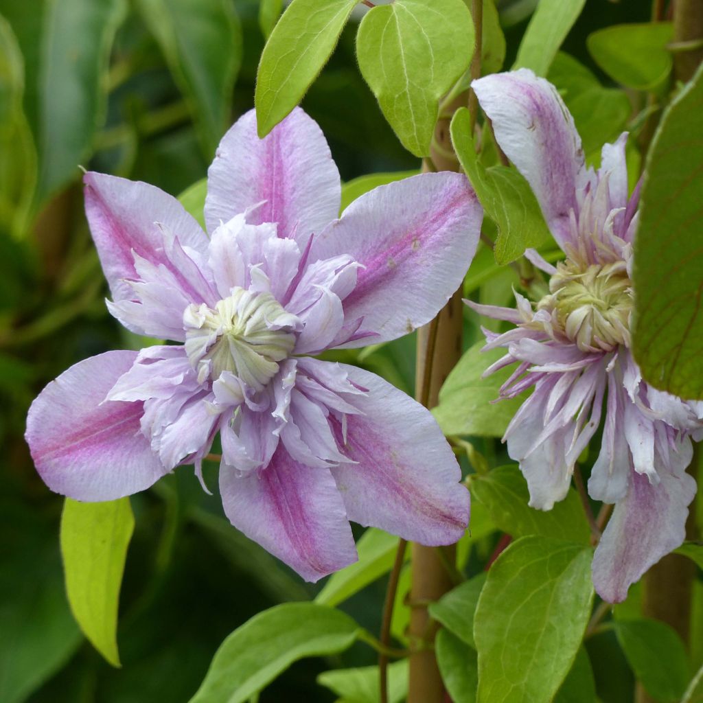 Clematis Joséphine - Clematide