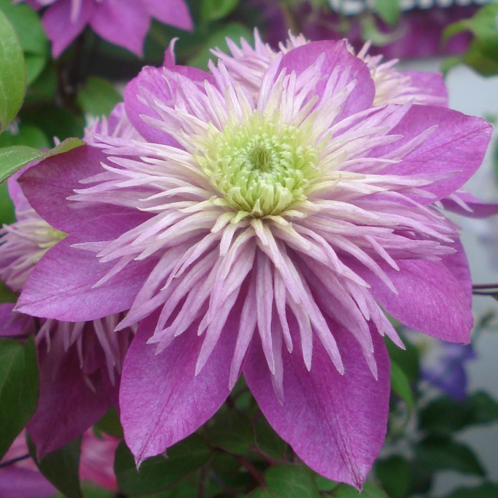 Clematis Kaiser - Clematide