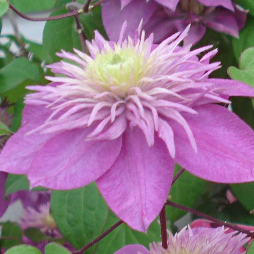 Clematis Kaiser - Clematide