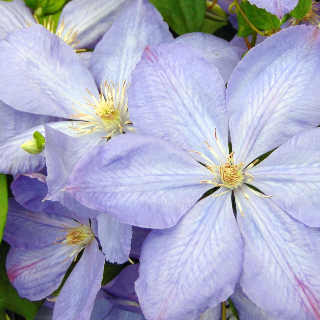 Clematis Mrs Cholmondeley - Clematide