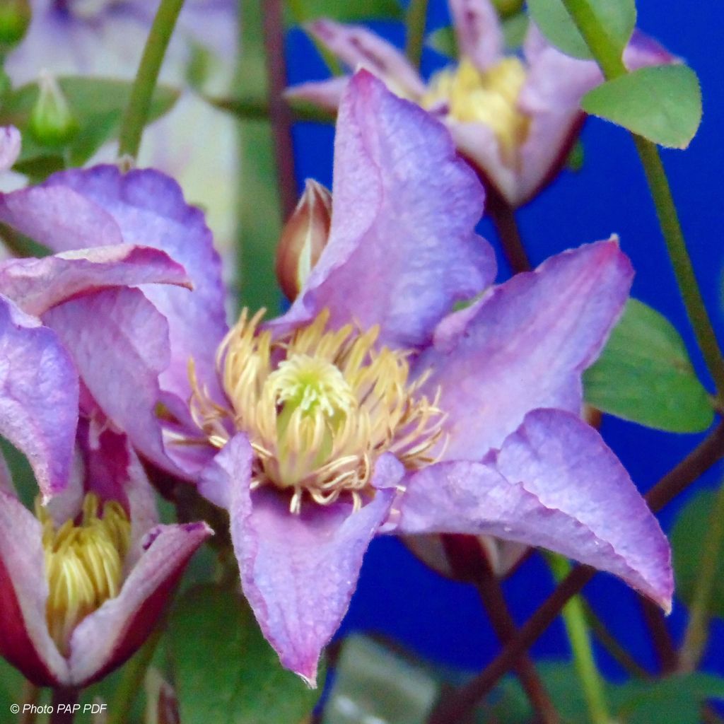 Clematis Exciting - Clematide