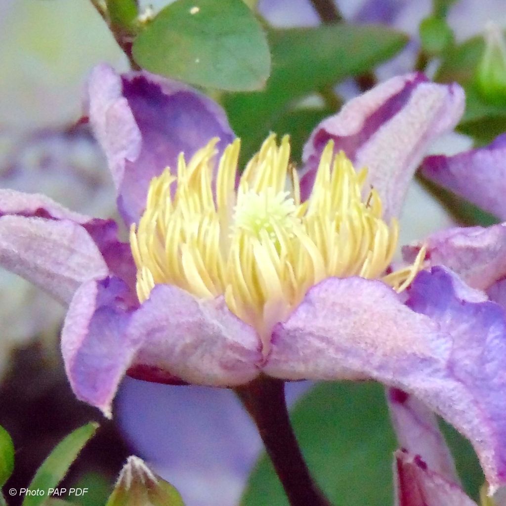 Clematis Exciting - Clematide