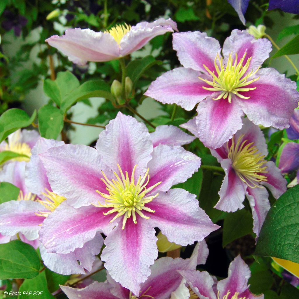 Clematis Piilu - Clematide