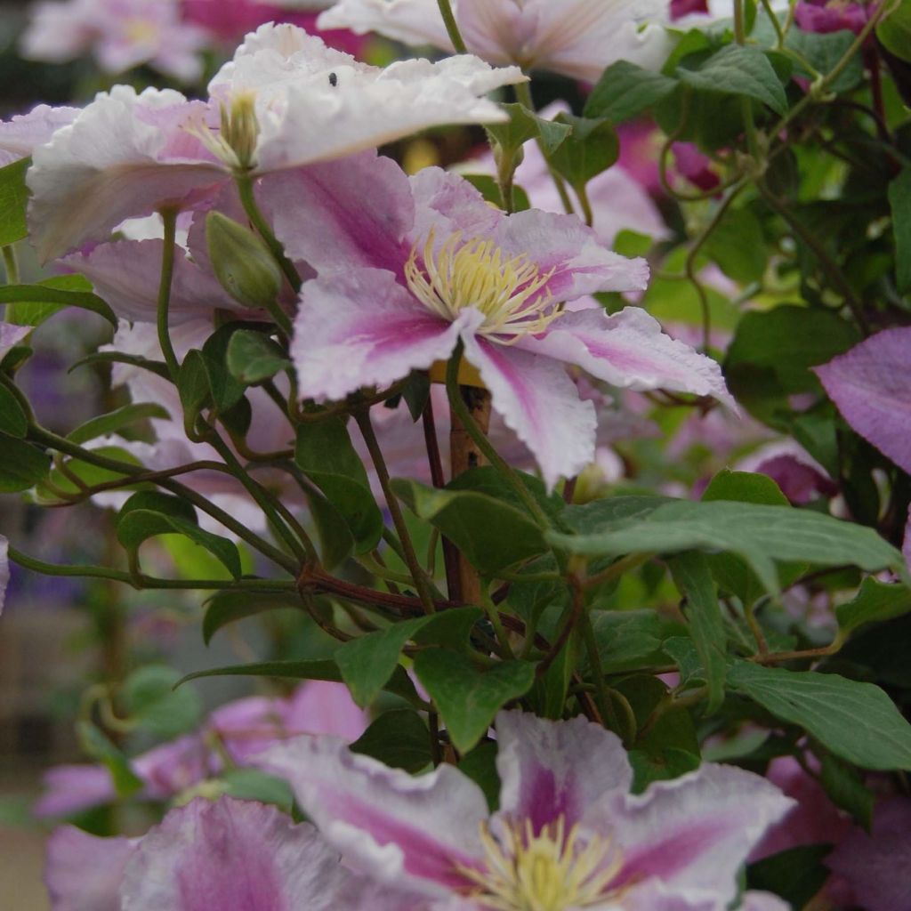 Clematis Piilu - Clematide