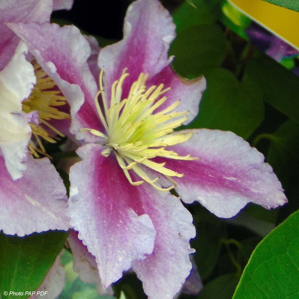 Clematis Piilu - Clematide