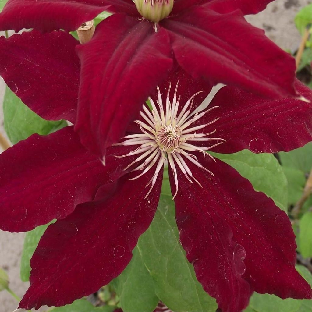 Clematis Rebecca - Clematide