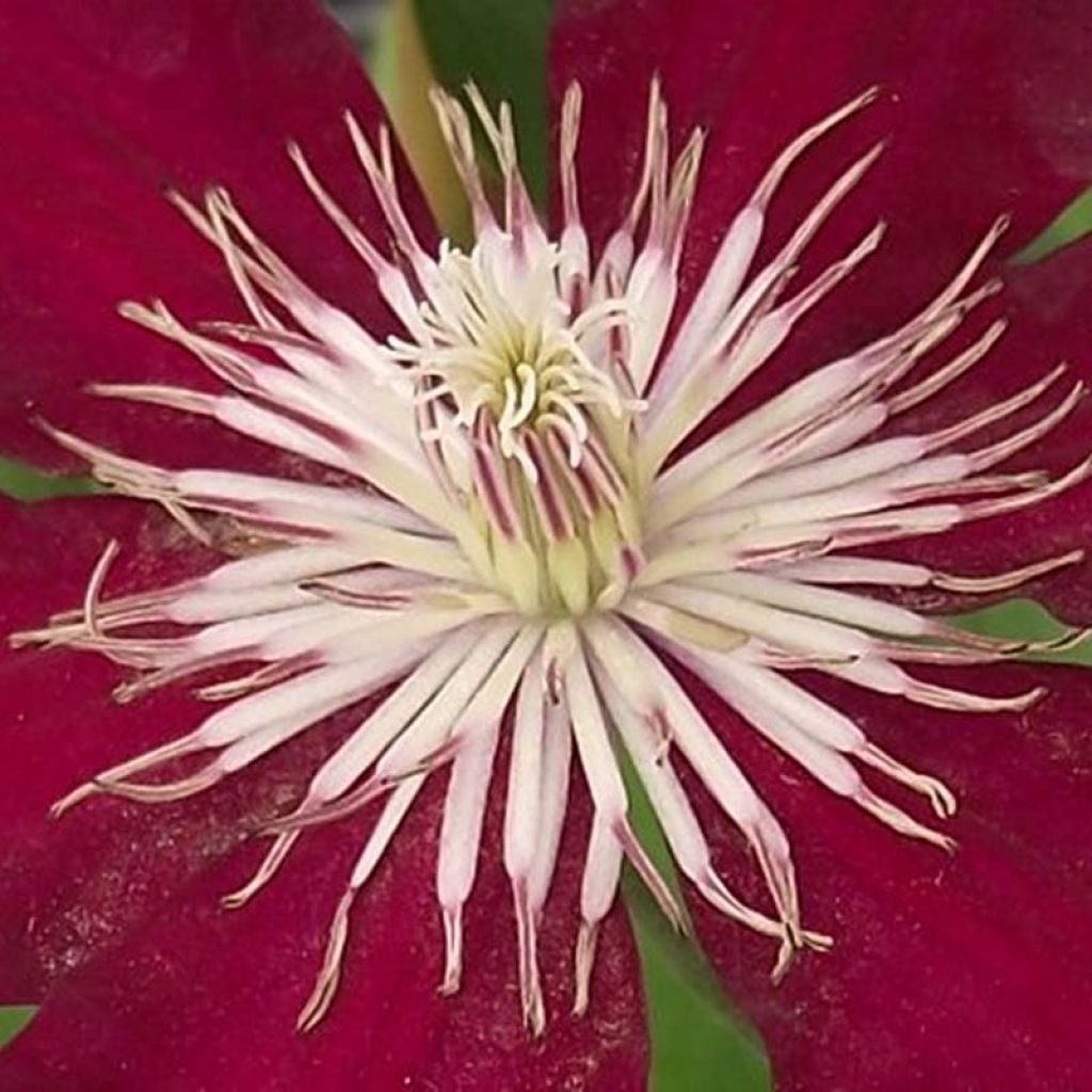 Clematis Rebecca - Clematide