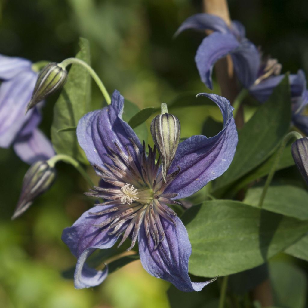 Clematis Saphyra - Clematide