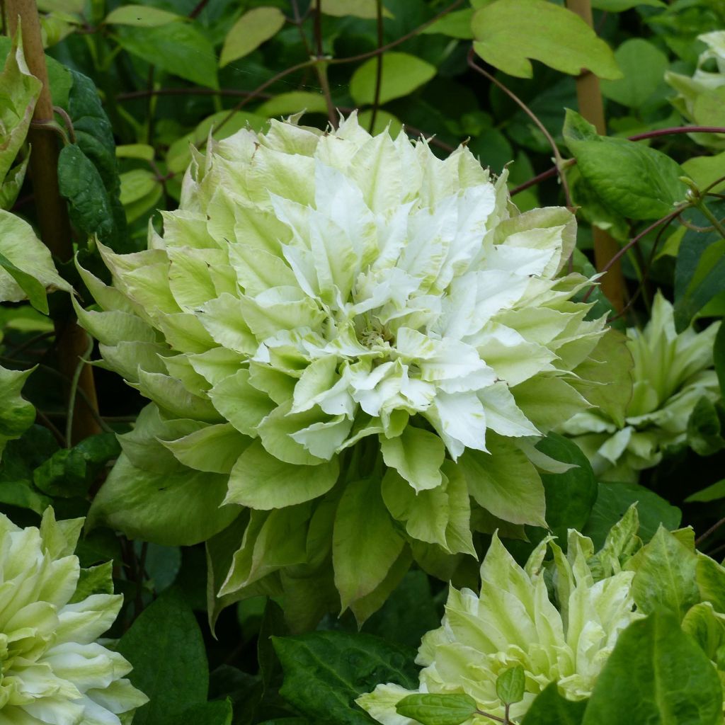 Clematis Sen no Kaze - Clematide