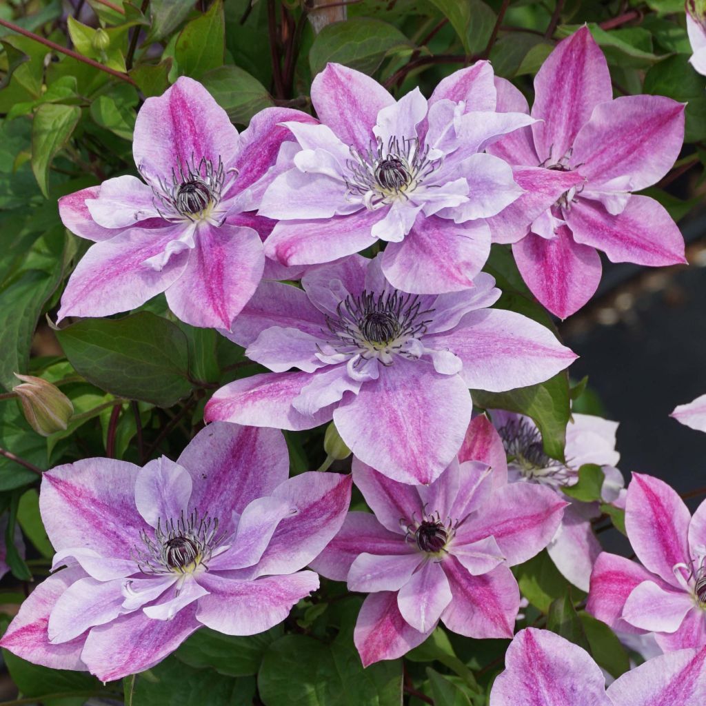 Clematis Super Cute - Clematide